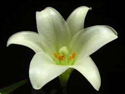 images (1)